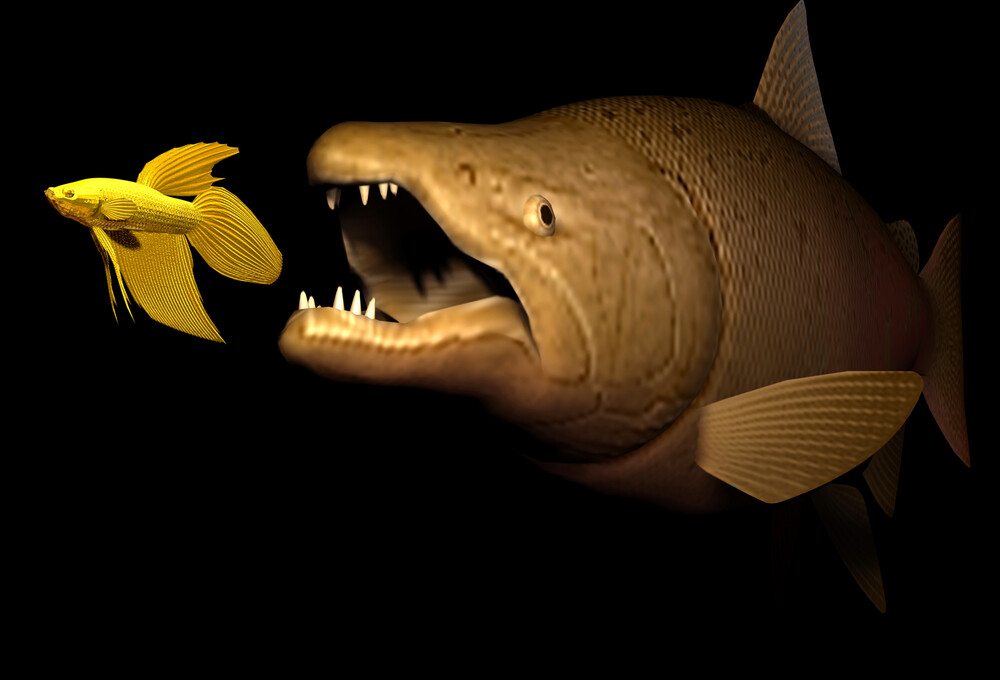 Do Aquarium Fish Vomit & How Can You Prevent It? » Petsoid