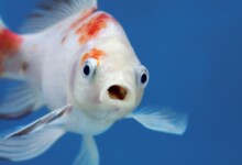 Do Fish Recognize Owners?
