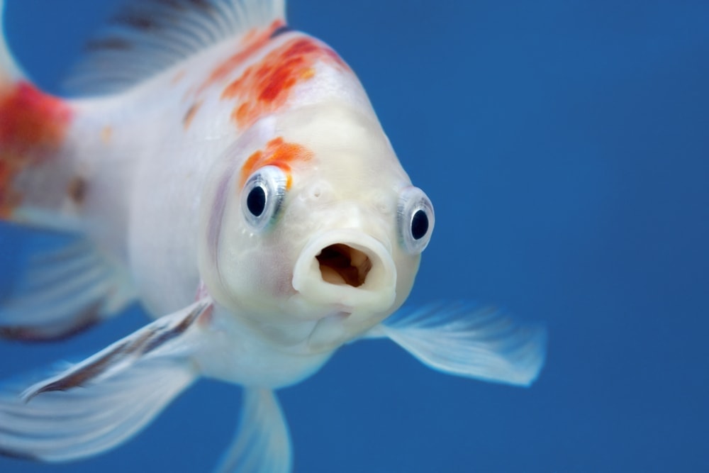 Do Fish Recognize their Owners