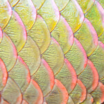 Do Fish Shed Their Scales