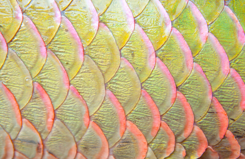 Do Fish Shed Their Scales? » Petsoid