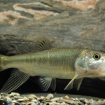 Do Fish yawn Why do fish open their mouth randomly