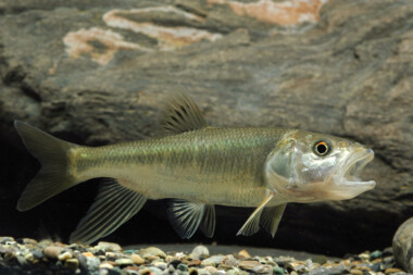 Do Fish Yawn? Why do Fish Open Their Mouth Randomly? » Petsoid