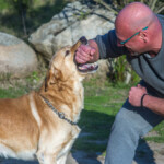 Do Labradors Protect Their Owners