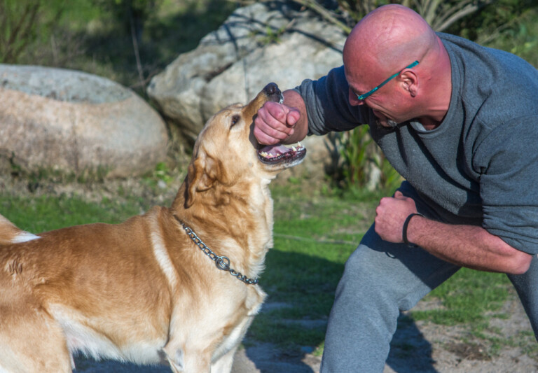 Do Labradors Protect Their Owner? » Petsoid