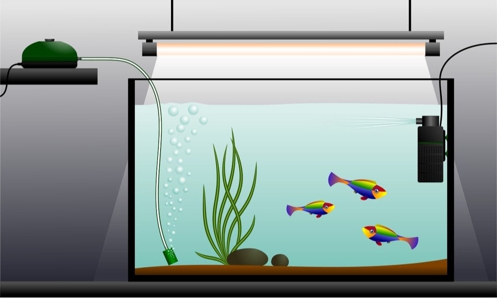 Do you Need an Air Pump in Your Aquarium? » Petsoid