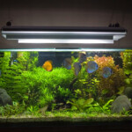 Do aquariums need special lights