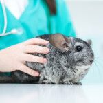 Do chinchillas need to be neutered or spayed