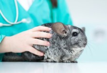 Do Chinchillas Need to Be Neutered or Spayed?