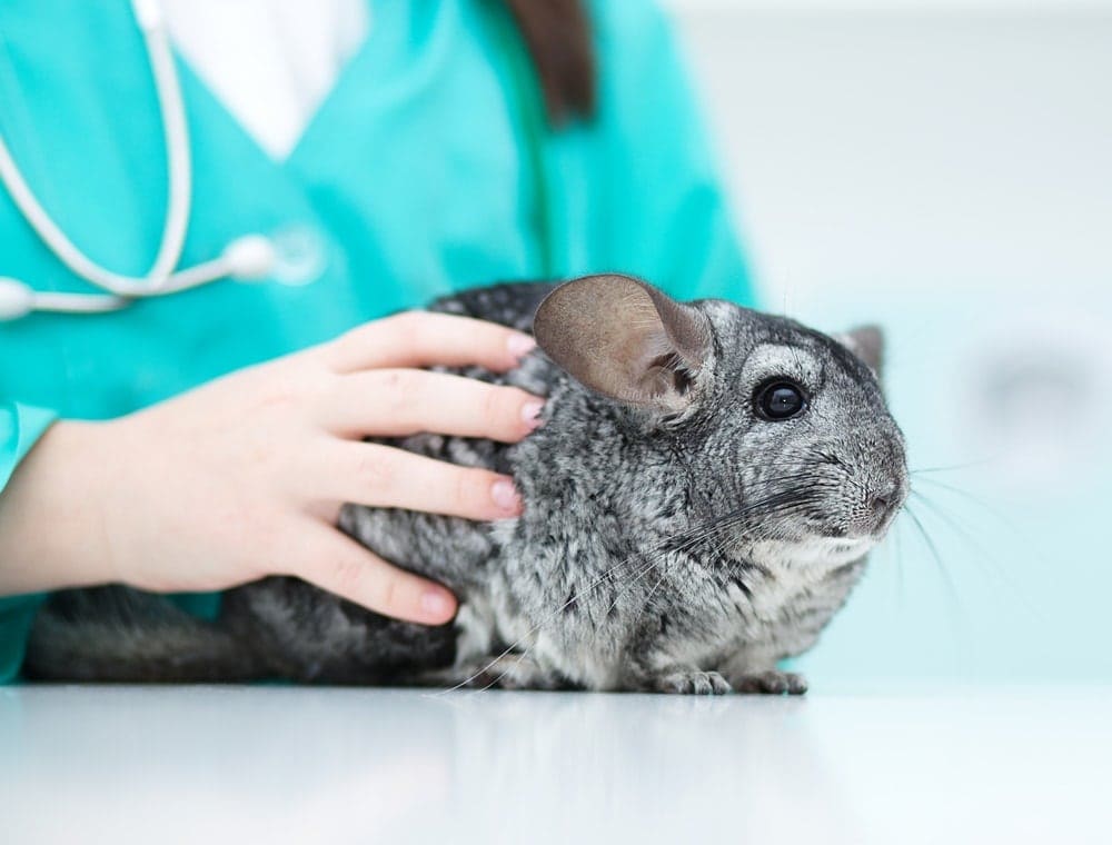 Do chinchillas need to be neutered or spayed