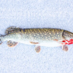 Do fish Have Blood What type