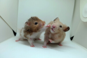 Do mice Hamsters get along