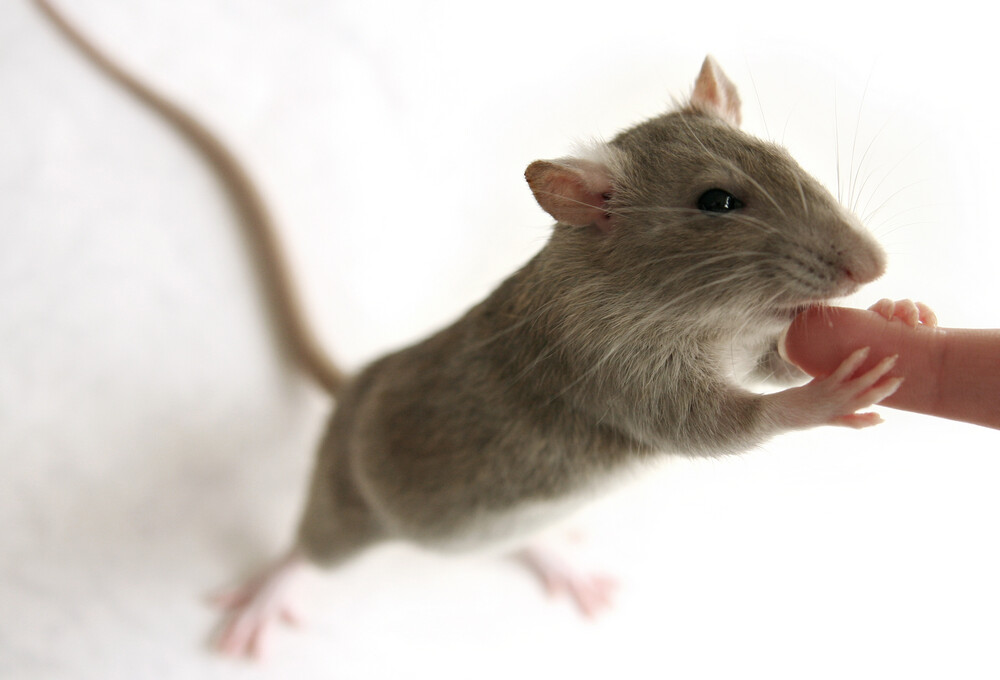 Pet Rat Sneezing Treatments & Information » Petsoid
