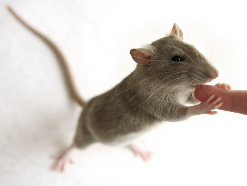 Do Pet Rats Bite? » Petsoid