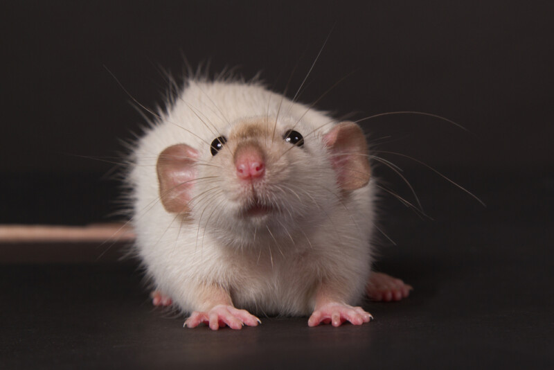 Dumbo Rat — Care Guide & Info » Petsoid