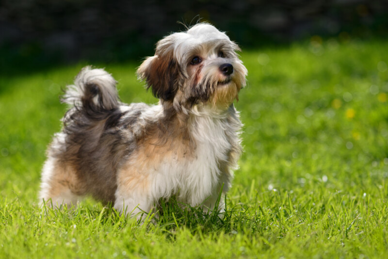 10 Best Hypoallergenic Dogs Dogs That Don't Shed » Petsoid