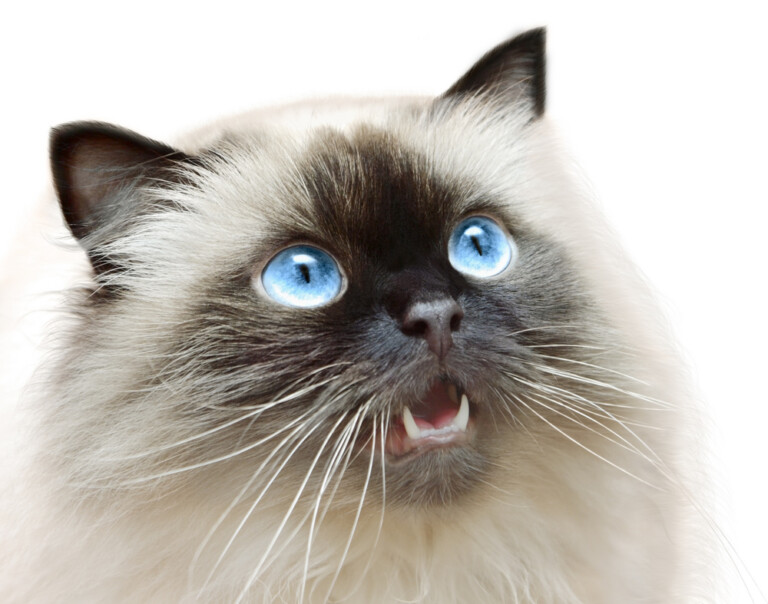 himalayan-cat-care-guide-price-petsoid