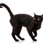 How Big Do Bombay Cats Get