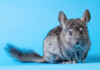 How Difficult Are Chinchillas to Take Care of?