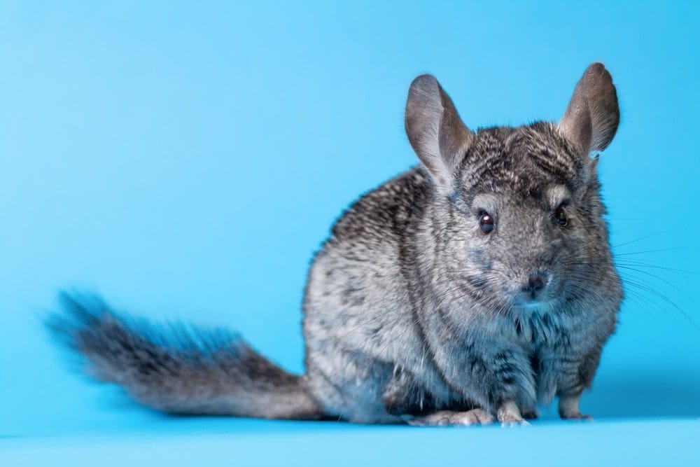 How Difficult Are Chinchillas to Take Care of