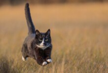 How Fast Can A Cat Run?