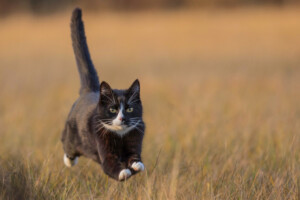 How Fast Can A Cat Run
