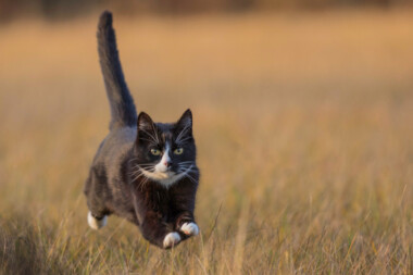 domestic cat running speed