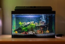 How Long to Leave Aquarium Lights on In a Planted Tank?