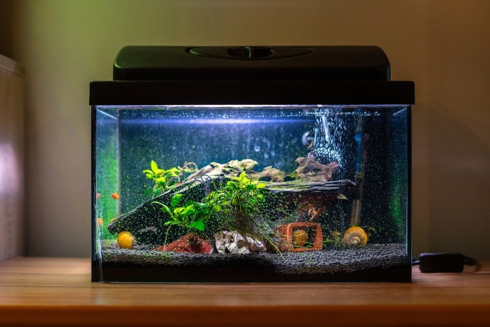 How Long To Leave Aquarium Lights on In a Planted Tank