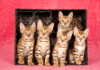 How Much do Bengal Kittens Cost?