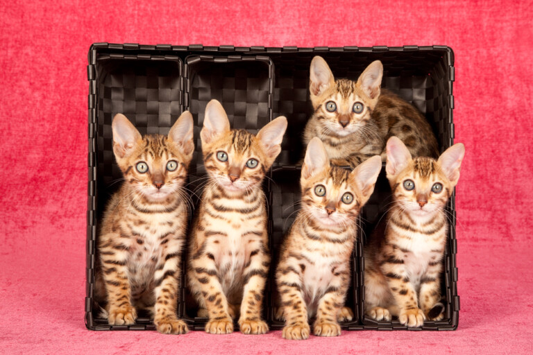 How Much do Bengal Kittens Cost? » Petsoid