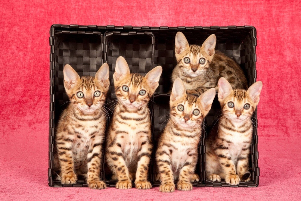How Much do Bengal Kittens Cost e1595435350658