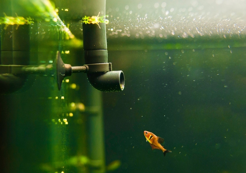 How Often Should I Change my Aquarium Filter