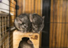How Big Should a Chinchilla Cage Be?