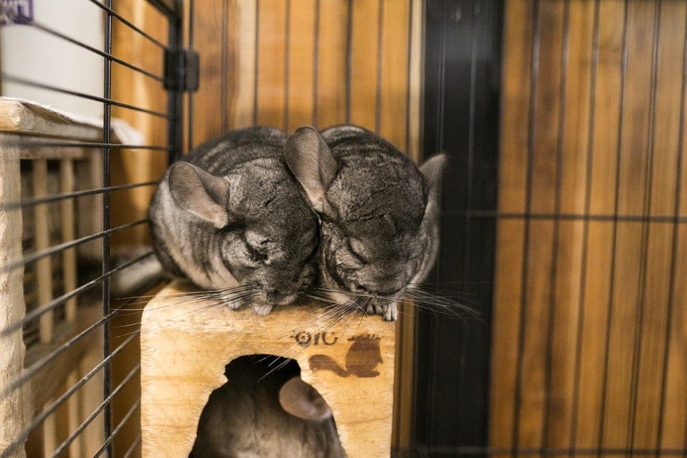 How Big Should a Chinchilla Cage Be? » Petsoid
