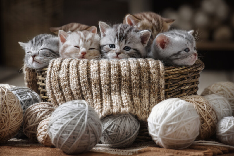 How Many Kittens Can a Cat Have? » Petsoid