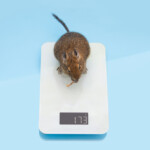 How much do pet rats weigh