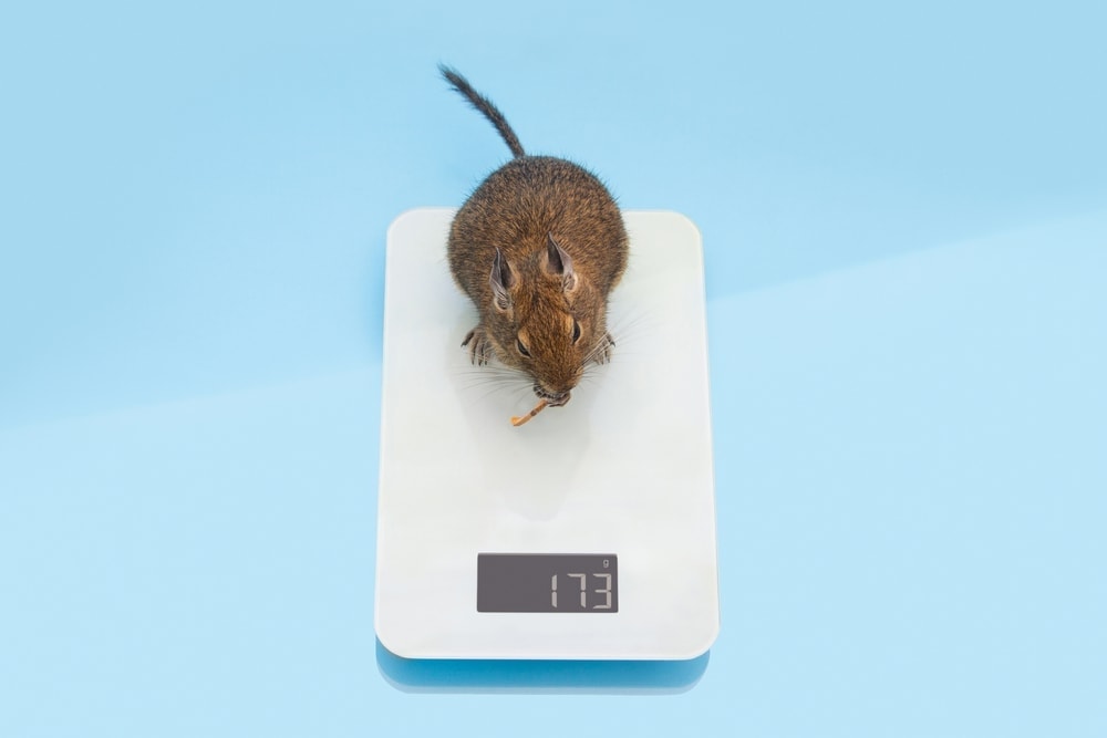 How much do pet rats weigh