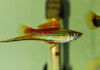 How Often do Swordtail Fish Have Babies?