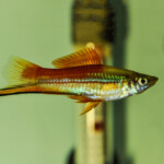 How often do swordtail fish have babies