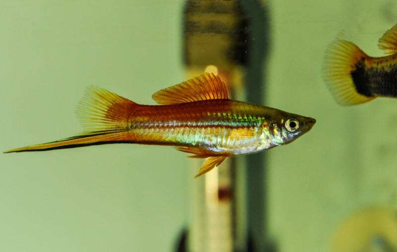 How Often do Swordtail Fish Have Babies? » Petsoid