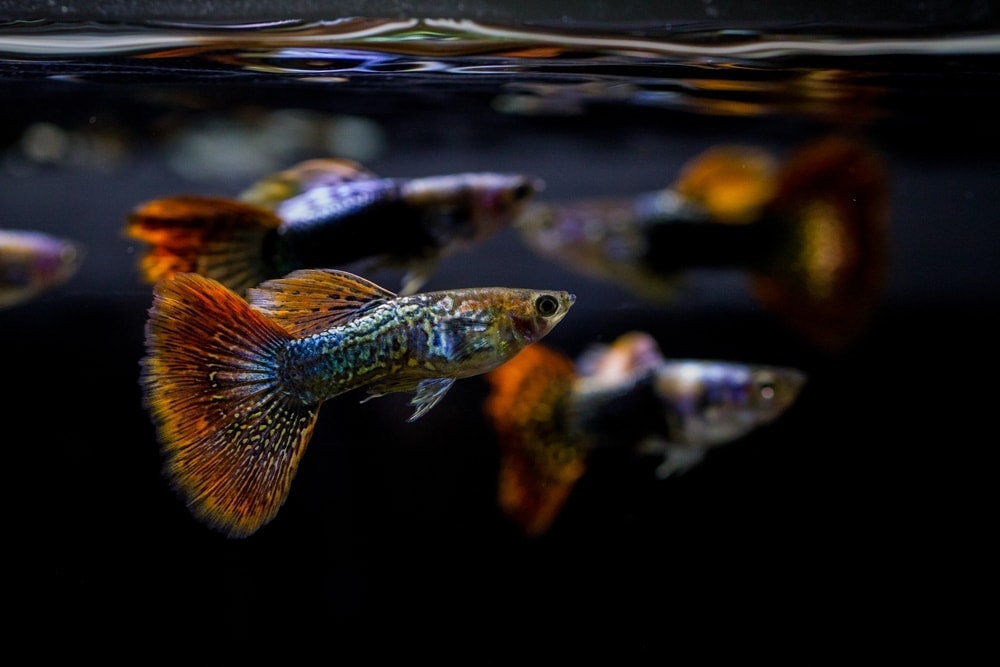 How to Identify Male vs Female Guppies