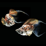 How to Identify Male vs Female Mollies