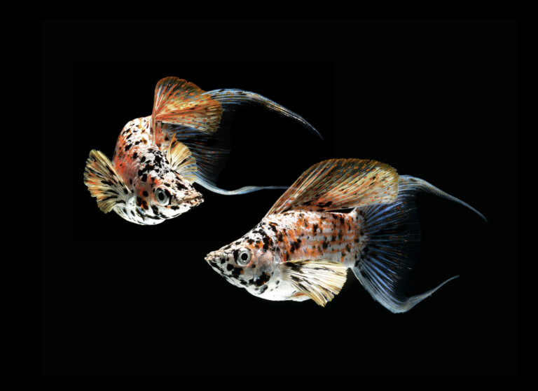 How to Identify Male vs. Female Mollies » Petsoid
