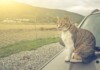 How to Keep Cats Off Cars?