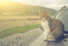 How to Keep Cats Off Cars?