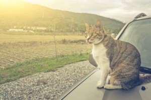How to Keep Cats Off Cars e1595444493702