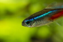 How to Tell if a Neon Tetra Is Going to Lay Eggs?