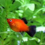 How to Tell if my Platy Fish is Pregnant