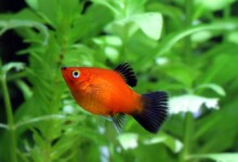 How to Tell if my Platyfish Is Pregnant?